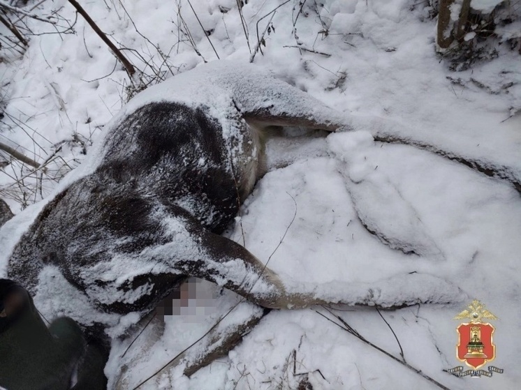 В Тверской области охотник бросил в лесу застреленную лосиху