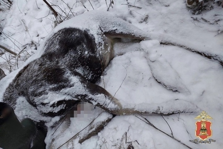 В Тверской области охотник бросил в лесу застреленную лосиху