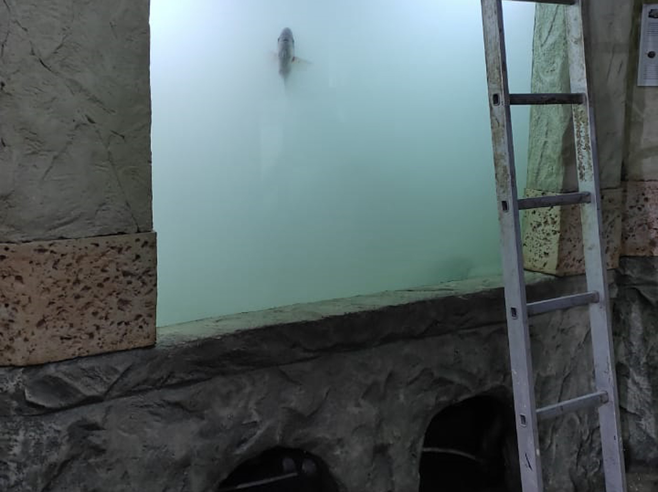 В музее-аквариуме Севастополя из-за шторма погибли сотни редких рыб: кадры разрушений