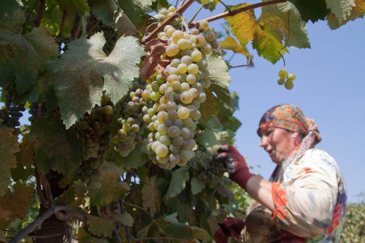 В Дагестане планируют активнее финансировать виноградников