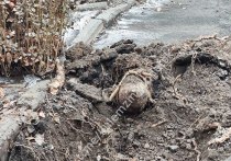 Инцидент произошел в центре столицы ДНР