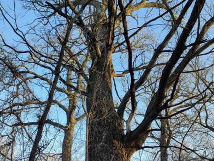 Дубу из Курского района присвоили статус «Дерево - памятник живой природы»