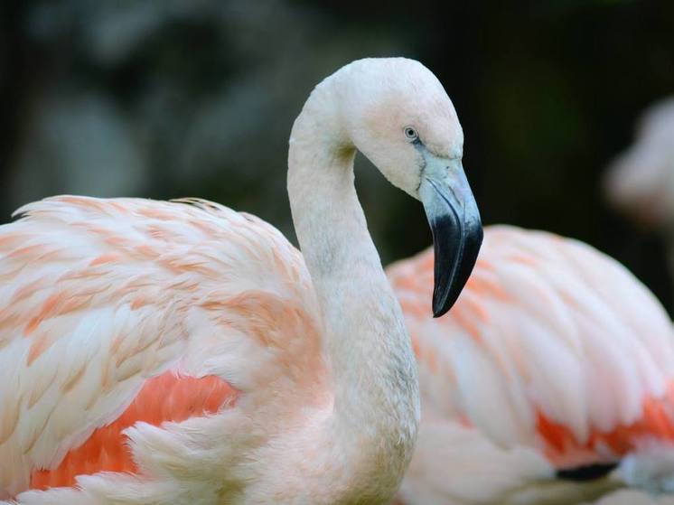 В Росприроднадзоре объяснили, почему на Алтае находят редких розовых фламинго