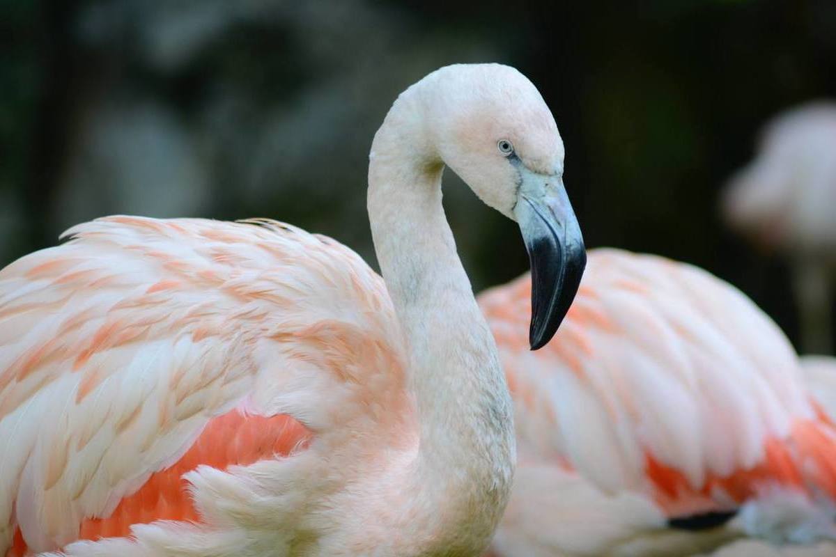 В Росприроднадзоре объяснили, почему на Алтае находят редких розовых фламинго