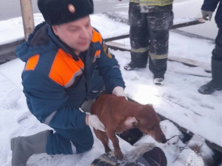 Сотрудник МЧС Карелии спасли упавшую в ледяное озеро собаку