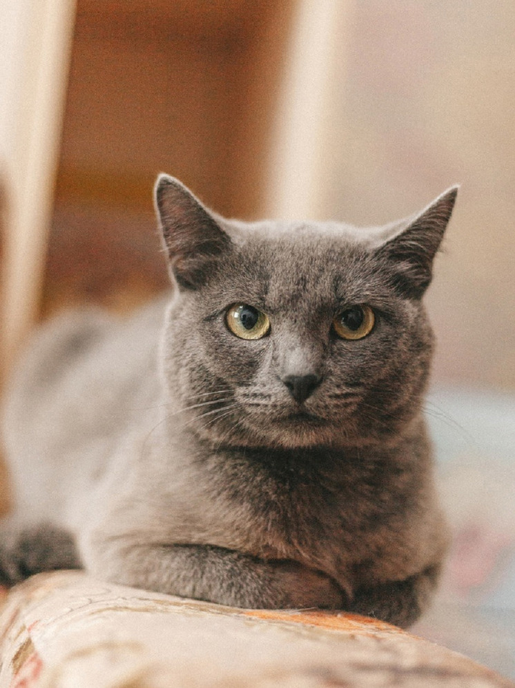 В Твери мама-кошка, которую спасли школьники, обрела новый дом