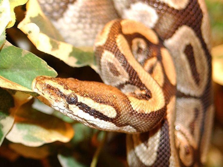 Крупного питона обнаружили жители Одинцово в своем подъезде