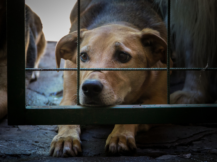 Новосибирского истязателя собак отправят в психбольницу
