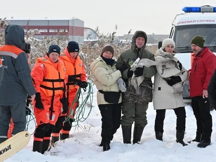 С территории Пермской ТЭЦ-9 спасли выводок лебедей