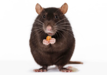Мышей кормили кормом с пониженным содержанием изолейцина, после чего они прожили на 33% дольше обычного срока

