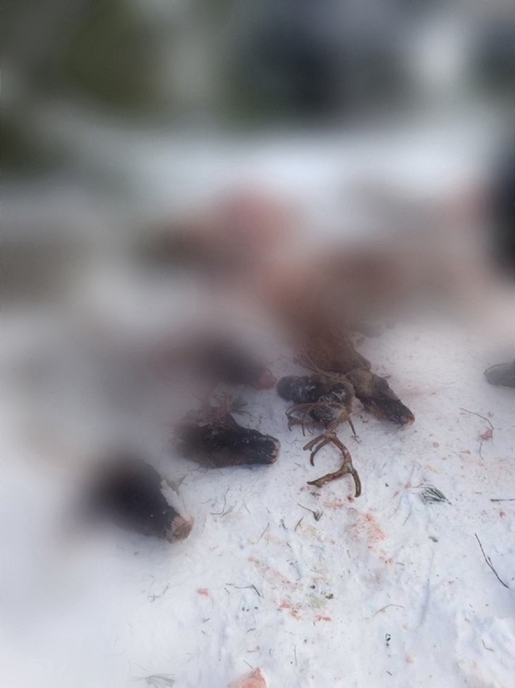 Шкуры и головы бросили в лесу: в Пуровском районе неизвестные отстрелили домашних оленей