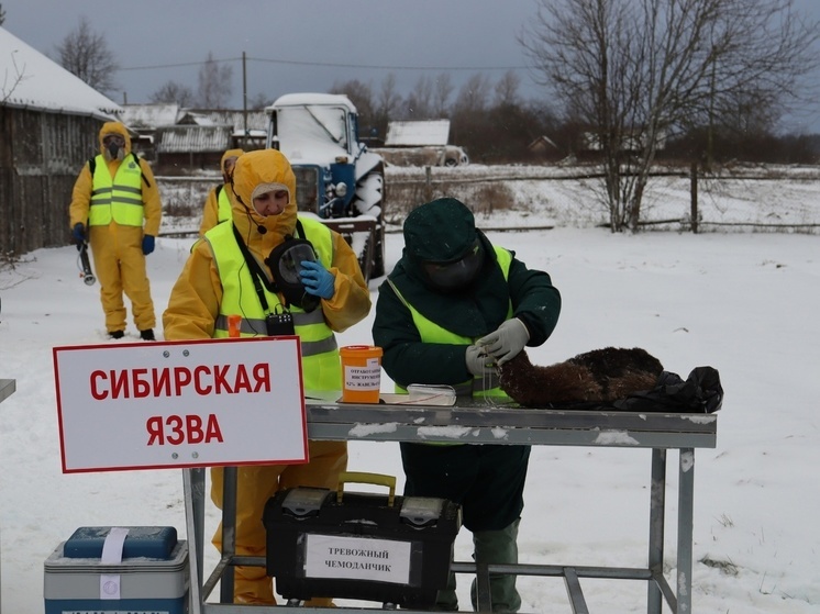 В Новгородской области прошли учения ветеринарной службы