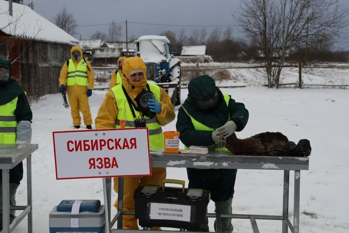 Ветеринария новгородская область. Учения ветеринаров фото зимой в защитных костюмах.
