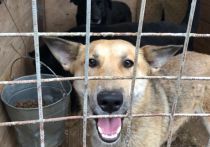 Глава Магаданской области Сергей Носов подписал документ, корректирующий правила содержания бездомных животных в приютах