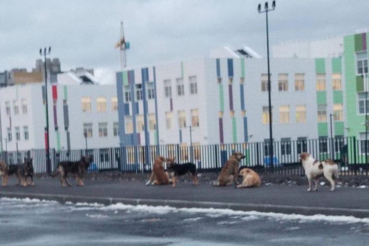 В Тамбове свора бродячих псов пугает детей возле новой школы