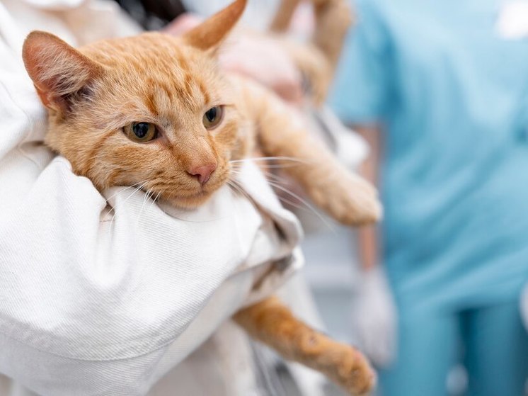 В Новосибирске пенсионерка решила усыпить семерых кошек из-за больного сына