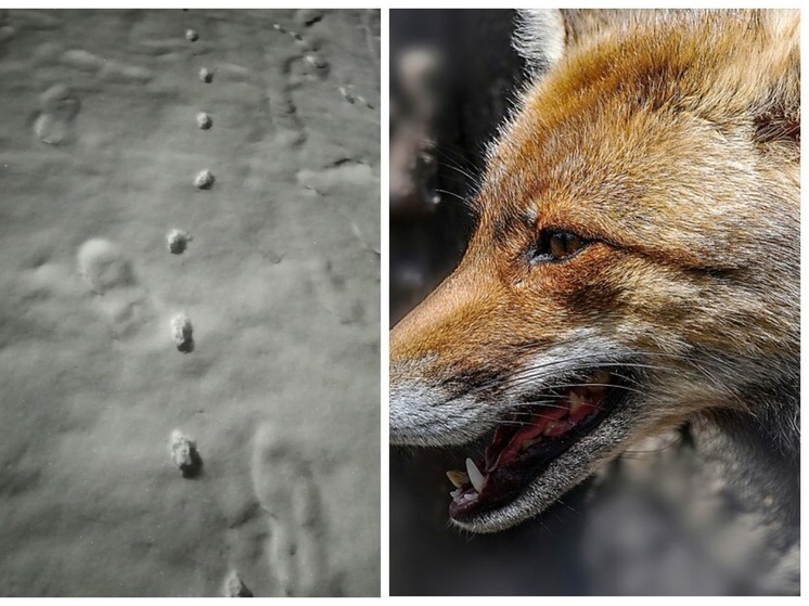Под Новосибирском бешеная лиса атаковала собаку