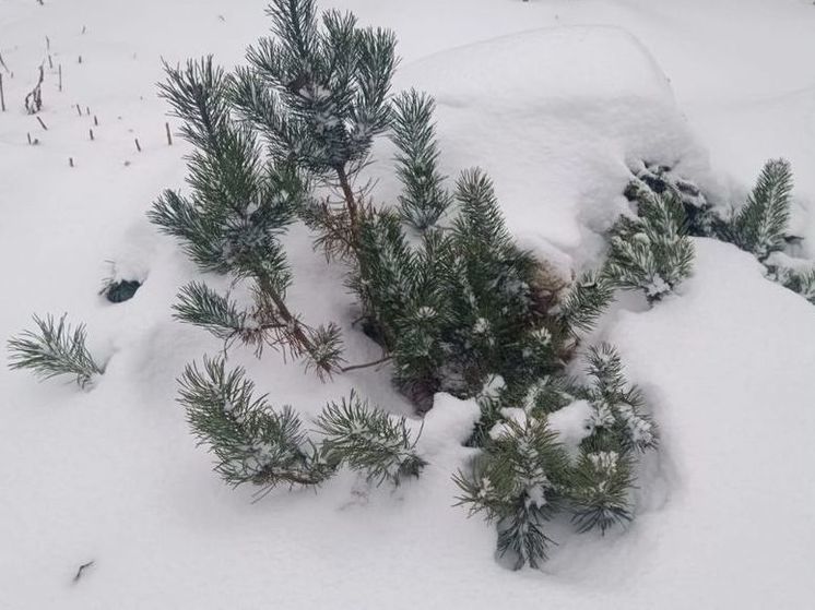 Жителей Подмосковья предупредили о приближающейся метели