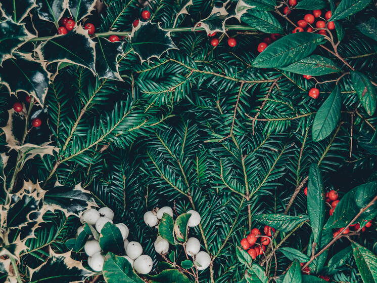 Эксперты Минприроды Карелии рассказали, как заготовить еловые и сосновые лапы