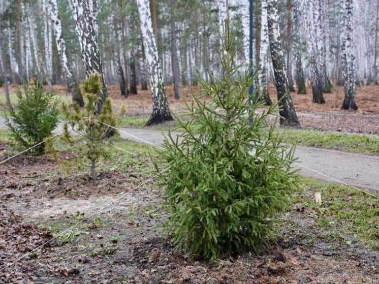 Сколько в Челябинске высадили хвойных деревьев