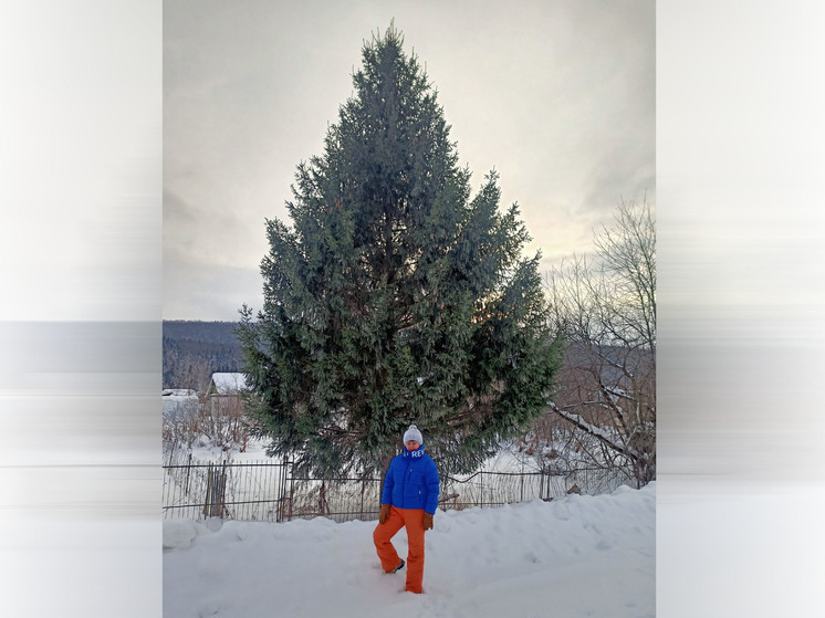 Россиянка обвинила чиновников в краже ее елки с участка: спилили для Нового года
