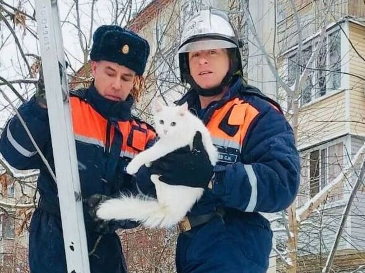 В Можайске спасатели сняли кота с дерева и теперь ищут его хозяина
