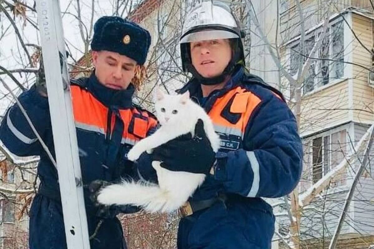 В Можайске спасатели сняли кота с дерева и теперь ищут его хозяина