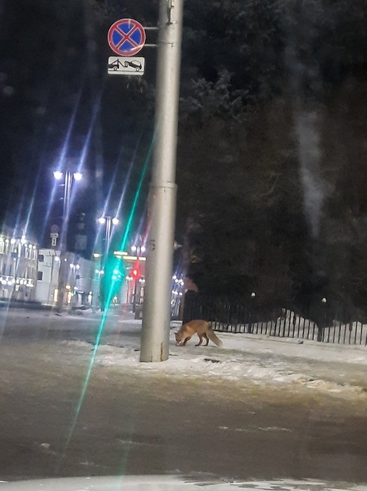 В центре города Владимира гуляла лиса