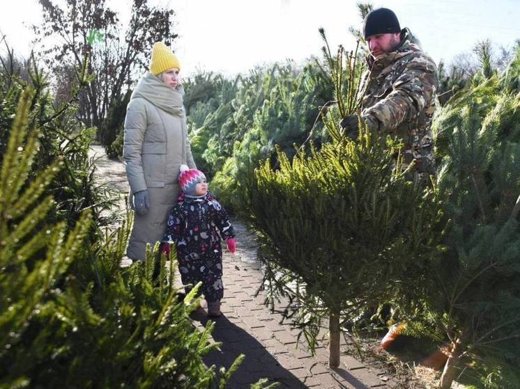 Демидов: метр сосны на елочных базарах в Белгороде будет стоить от 800 рублей