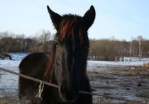 В Челябинской области произошла трагедия с животными