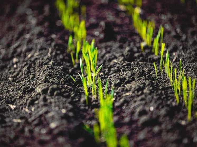 В Липецкой области повышают плодородие почв