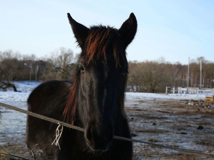 Табун лошадей провалился под лед на озере в российском регионе