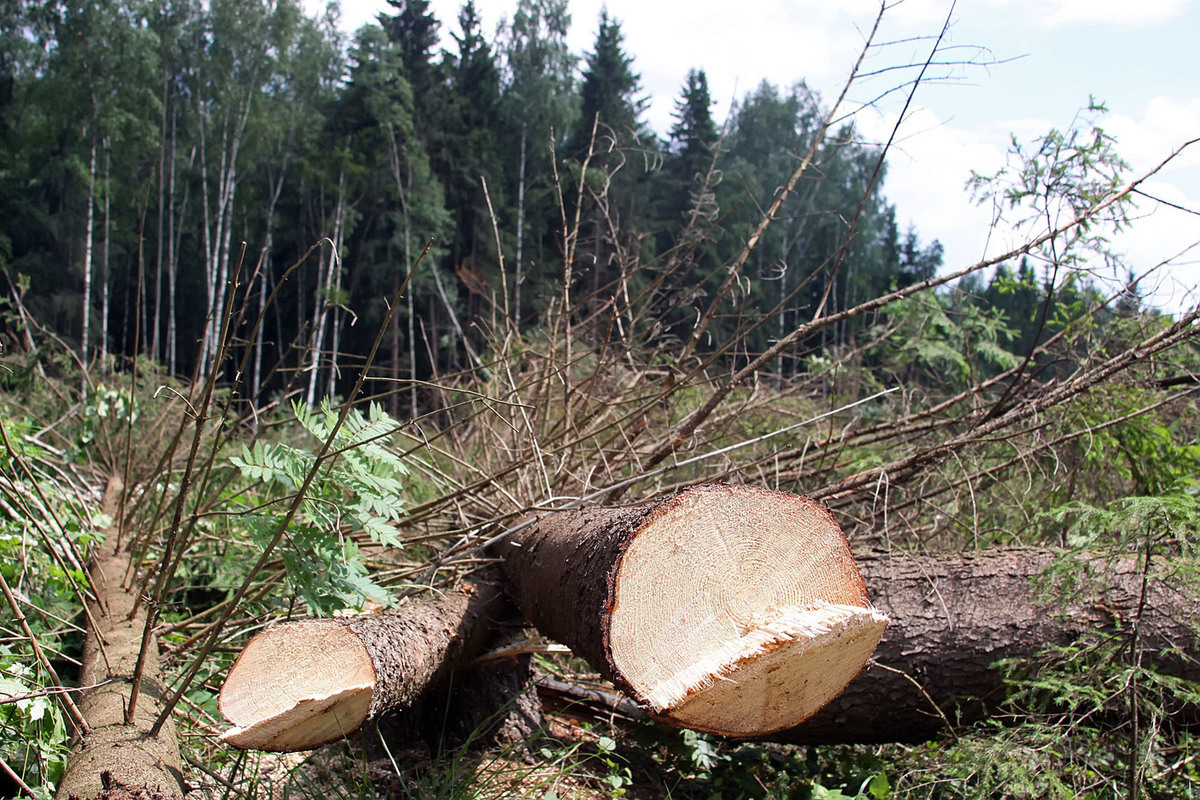 У арендаторов в Раменском изымают участки леса
