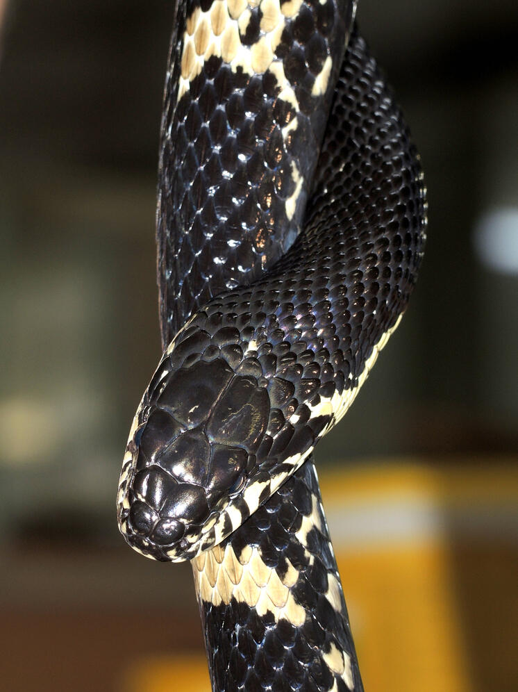 За выброшенную змею может грозить уголовная ответственность