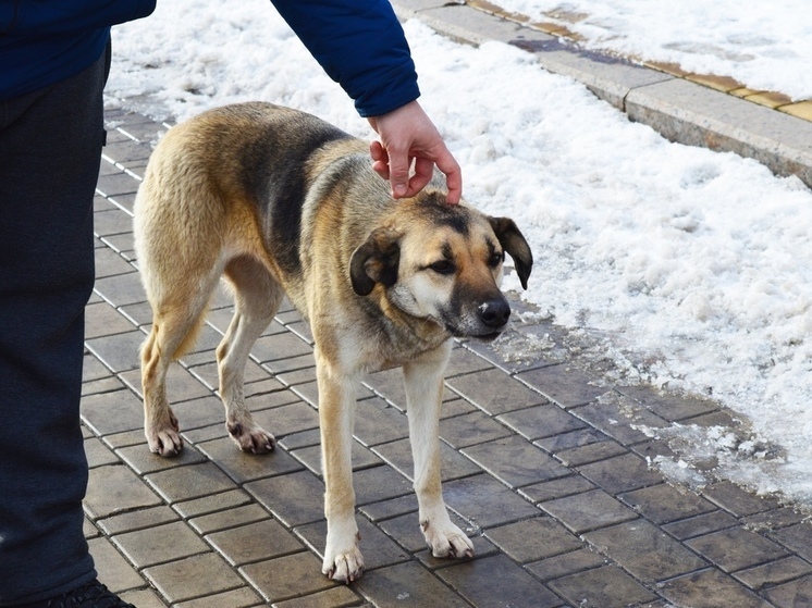 Ростов поможет Снежному в отлове бродячих собак
