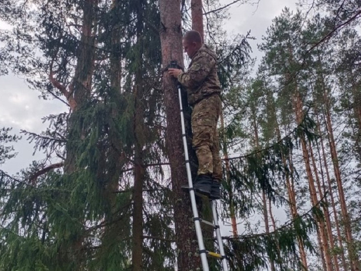В Тверской области любители мусорить в лесу теперь «под прицелом» фотоловушек
