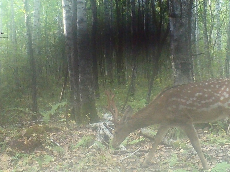 Пятнистый олень в Хабаровском крае стал сенсацией