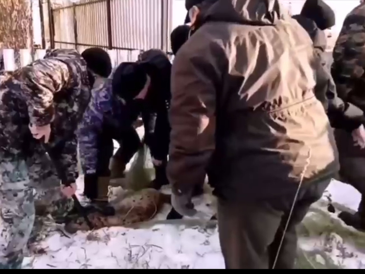 Вышедшая к людям в Енисейске Красноярского края рысь умерла