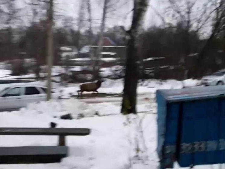 В Пензенской области заметили лесного оленя