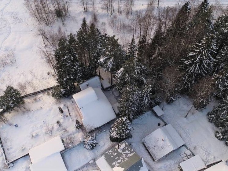 В Подмосковье выявили более 1000 лесных участков, занятых самовольно