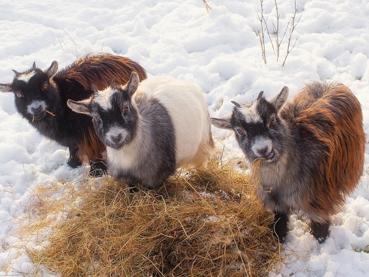 Синоптики 1 декабря предсказывают в Смоленске небольшой снег