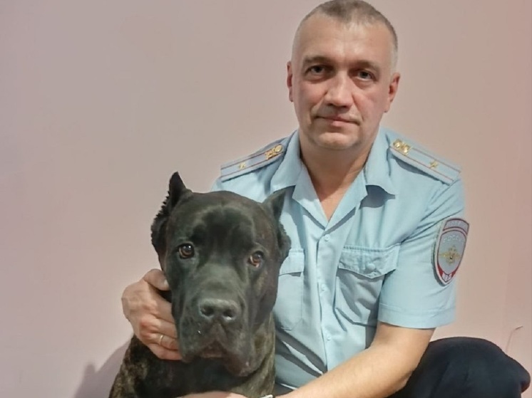 Полицейский в Пермском крае спас сбитую собаку и забрал ее в Забайкалье