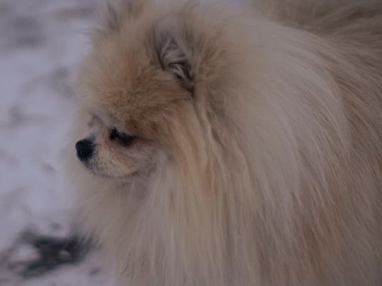 Мэрию Благовещенска через суд обязали обустроить места для выгула собак