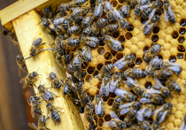 Омские судебные приставы взыскали с сельхозпредприятия более 4 миллионов рублей за гибель пчел в Азовском районе