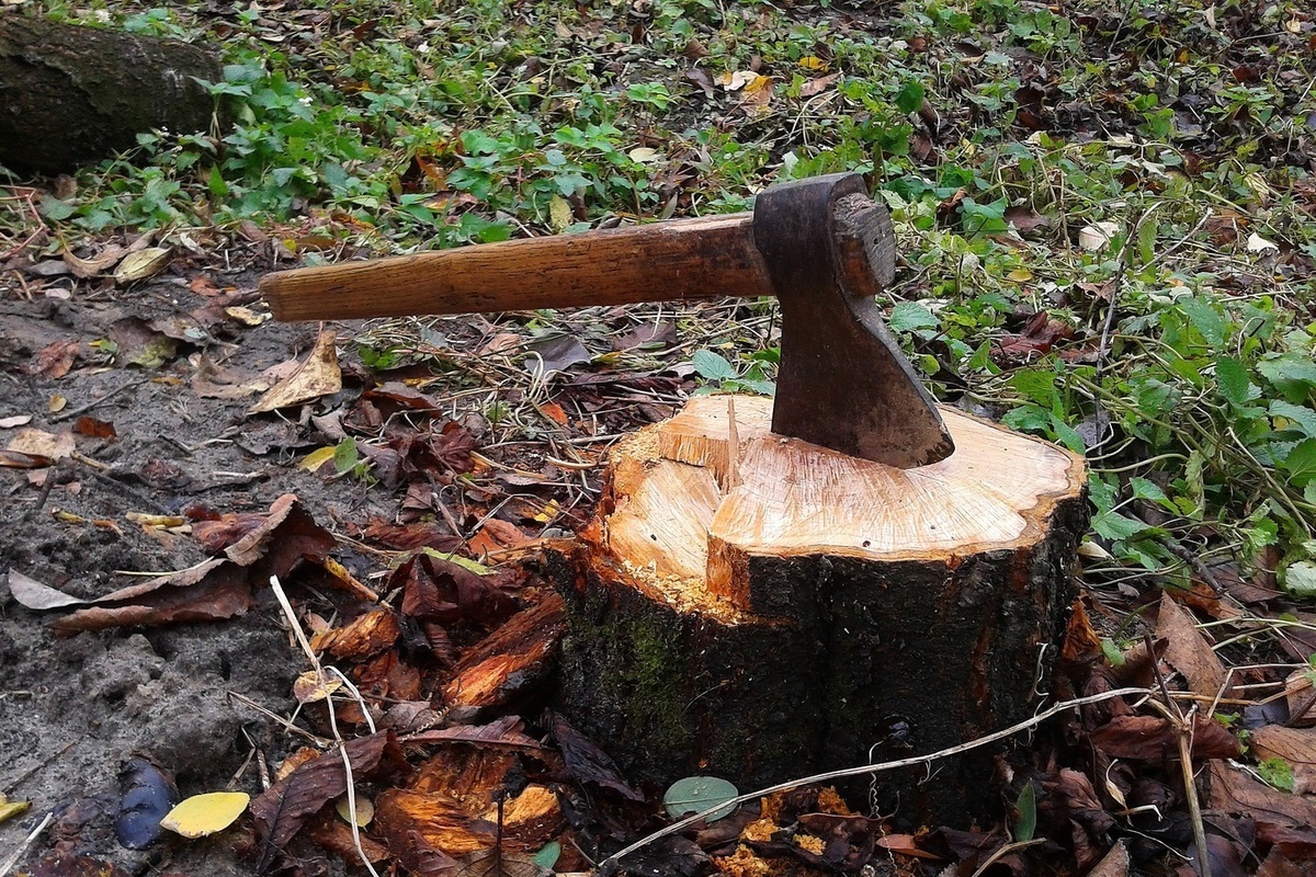 Житель Карелии может избежать наказания за незаконную вырубку леса