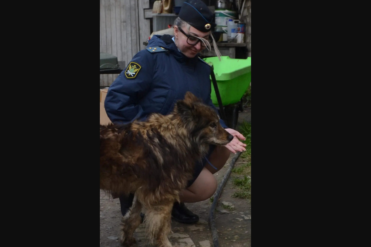 Костромские судебные приставы защитили права собак
