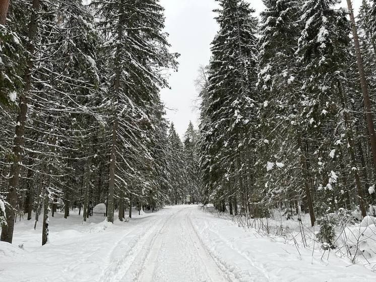 На Новгородчине ввели ответственность за нарушение запрета на пребывание в лесах