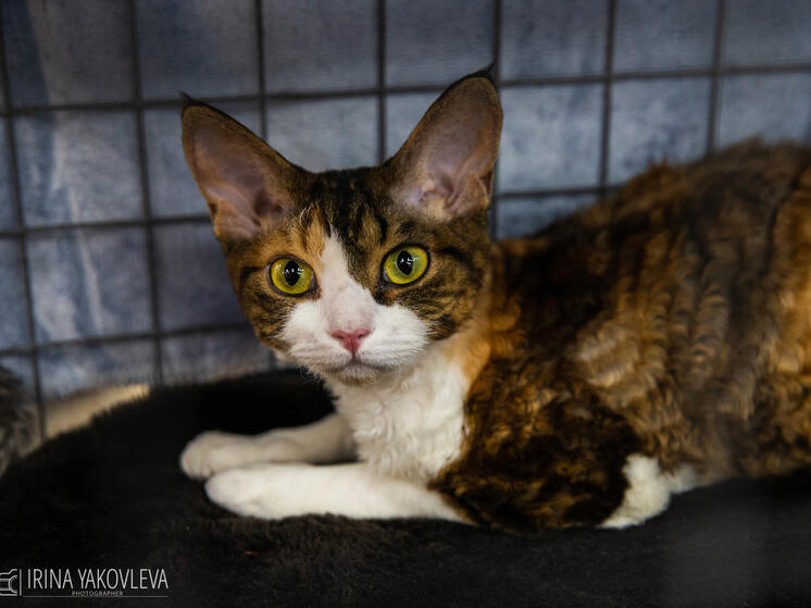 Выставка-раздача теплых котов пройдет в Петрозаводске