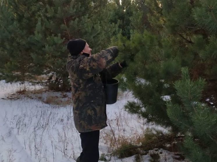 В Пензенской области началась заготовка сосновых шишек