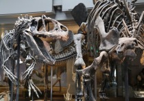 «Учитывая их возраст, они, вероятно, были сделаны динозаврами»